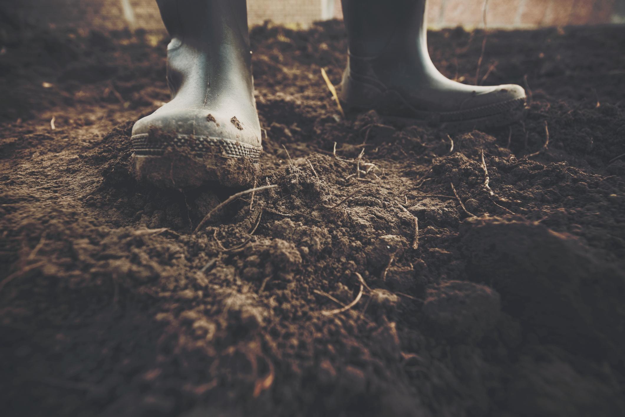 Jak poprawić warunki glebowe w ogrodzie?