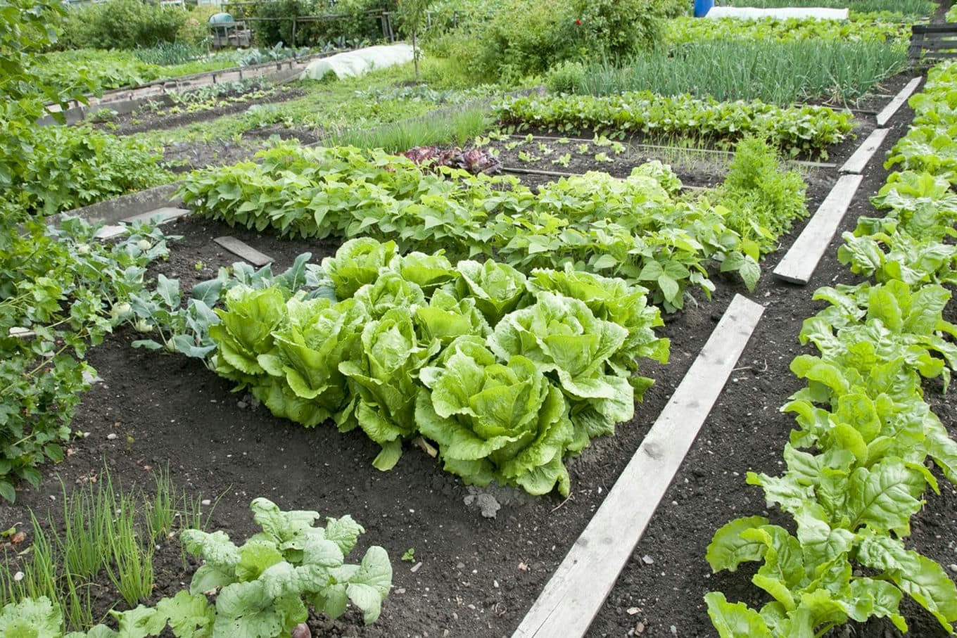 ogród warzywny